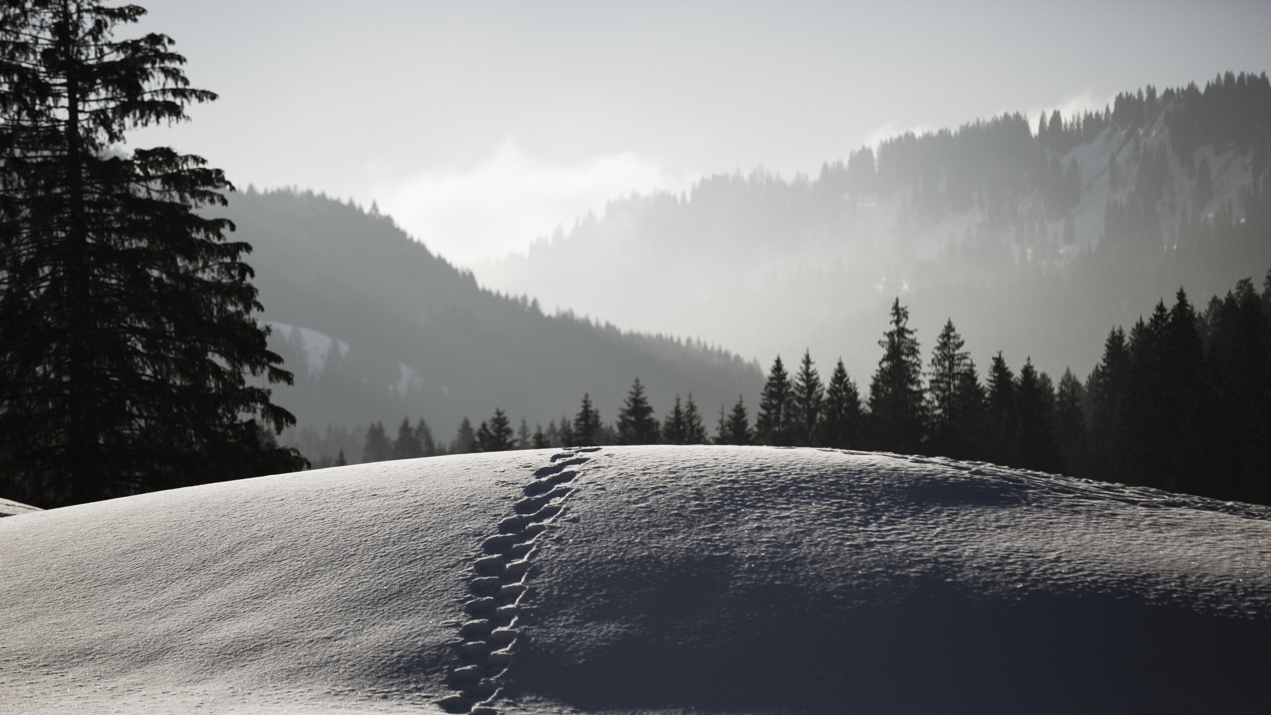 Winterlandschaft mit Spuren im Schnee in Balderschwang