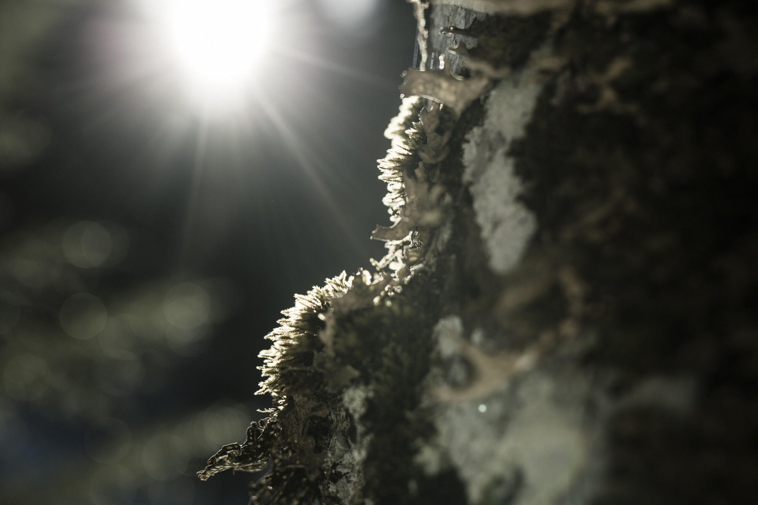 Baum im Winter in der Naturpark Nagelfluh