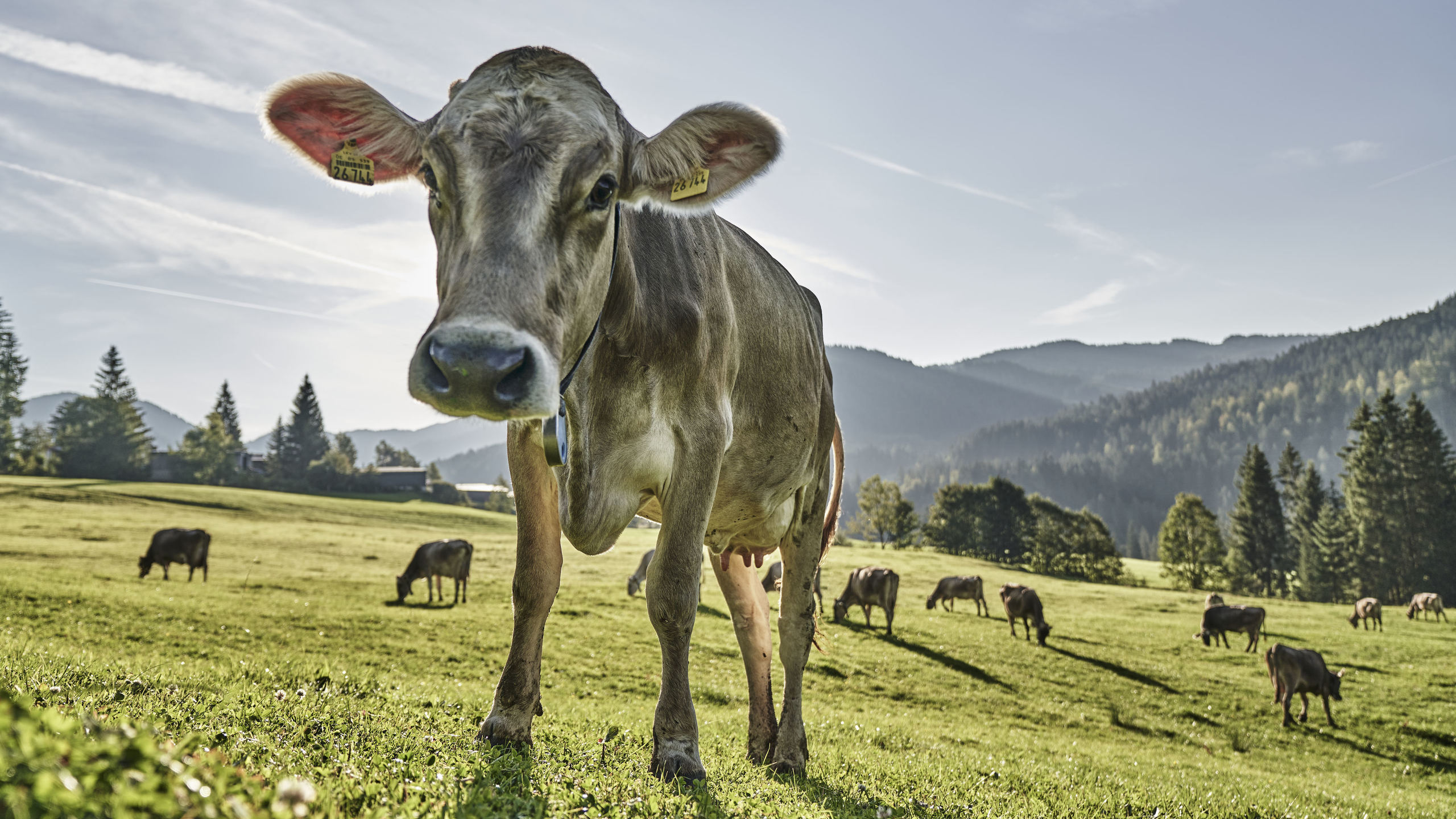 Milch und Fleisch von regionalen Produzenten für die HUBERTUS Kulinarik