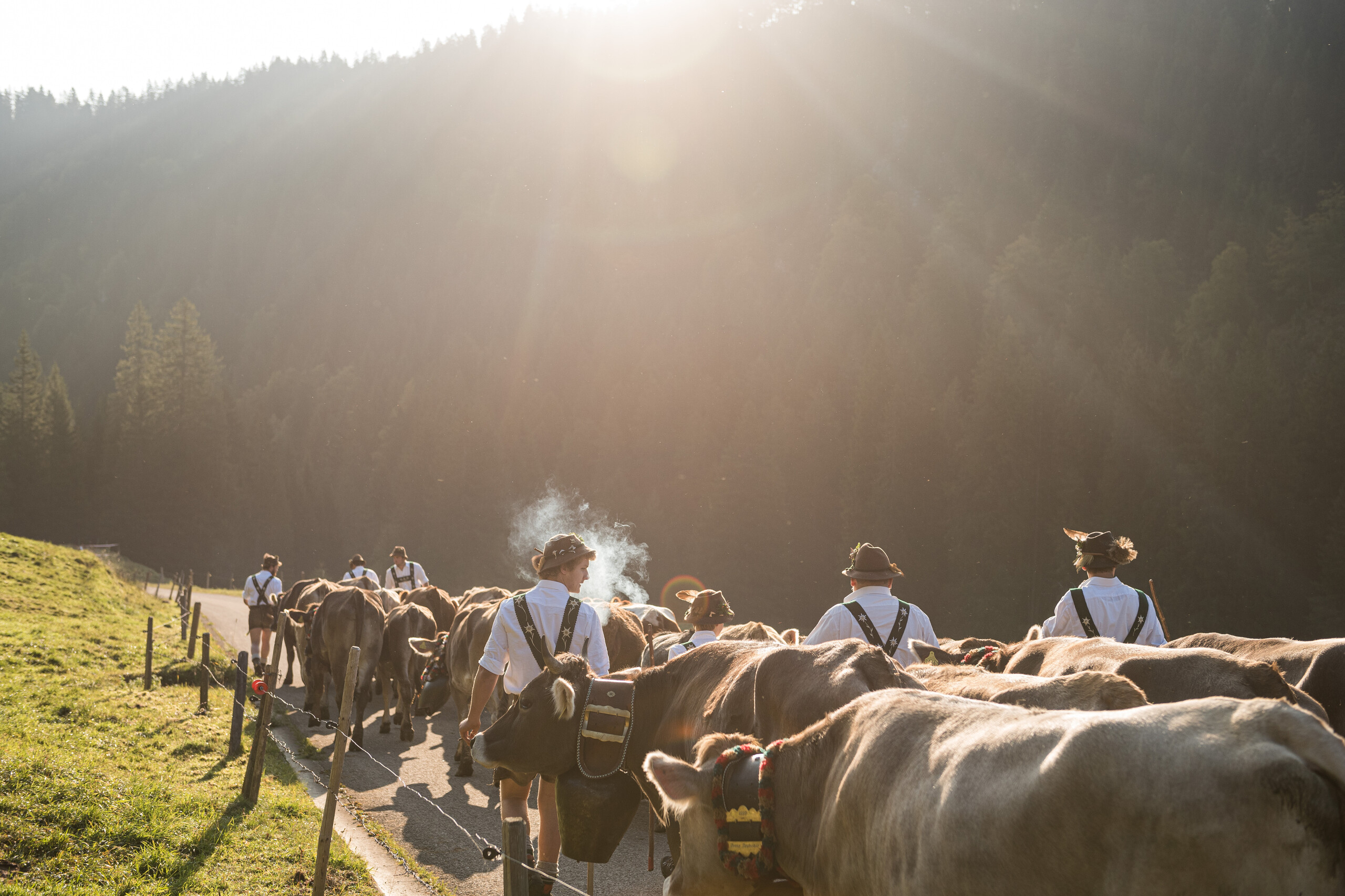 Alpabtrieb im Allgäu mit Hirten und Rindern