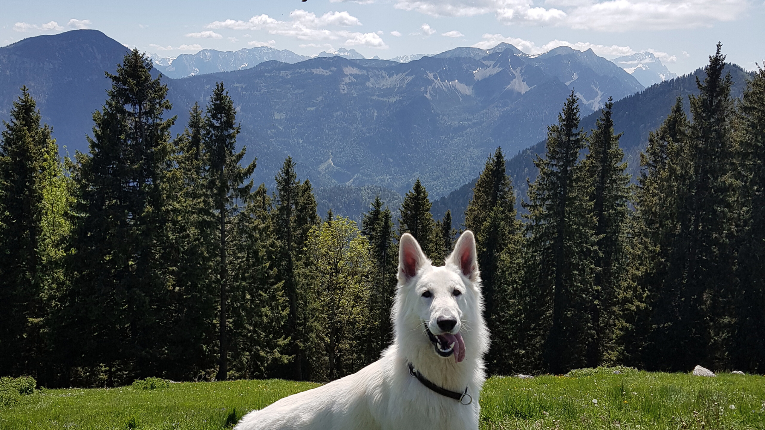 Hund