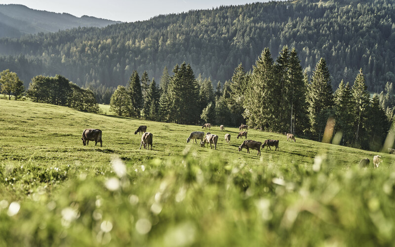 Regionale Lieferanten des Wellnesshotel HUBERTUS aus Balderschwang