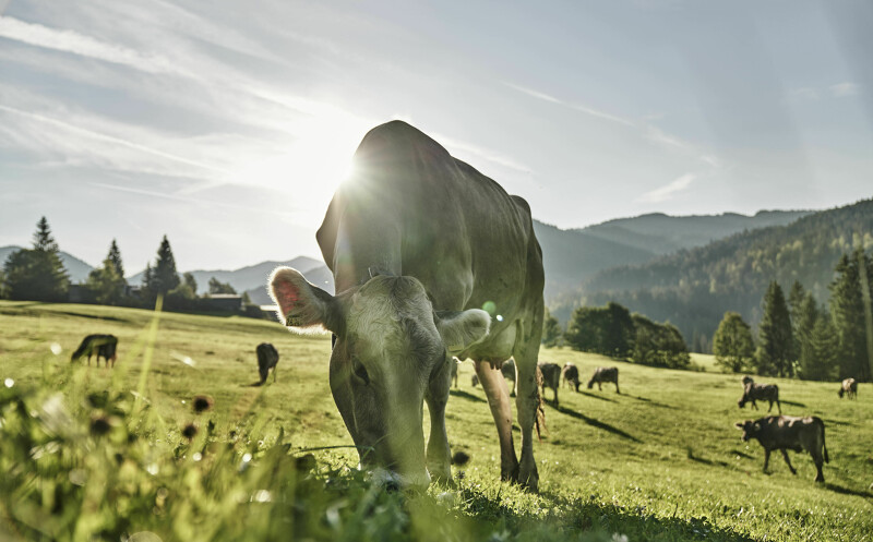 Allgäuer Produzenten des Gourmethotel HUBERTUS Mountain Refugio