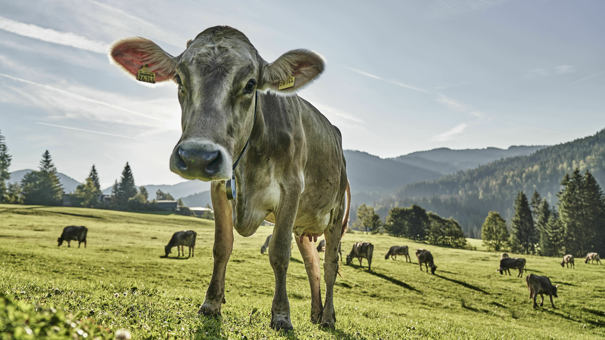 Allgäuer Wiesen mit Kühen während des Alpsommers im Allgäu Milch und Fleisch von regionalen Produzenten für die HUBERTUS Kulinarik