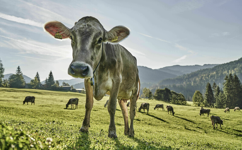 Alpine Kulinarik mit Allgäuer Produzenten für das HUBERTUS