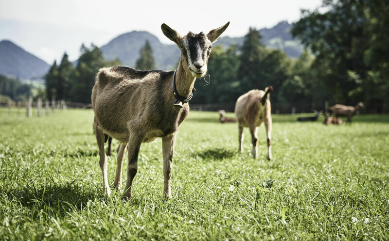 Regionale Partner des Gourmet-Hotel HUBERTUS in Balderschwang