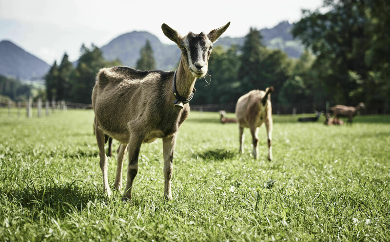 Gourmethotel HUBERUS ist zertifizierter Bioland Partner