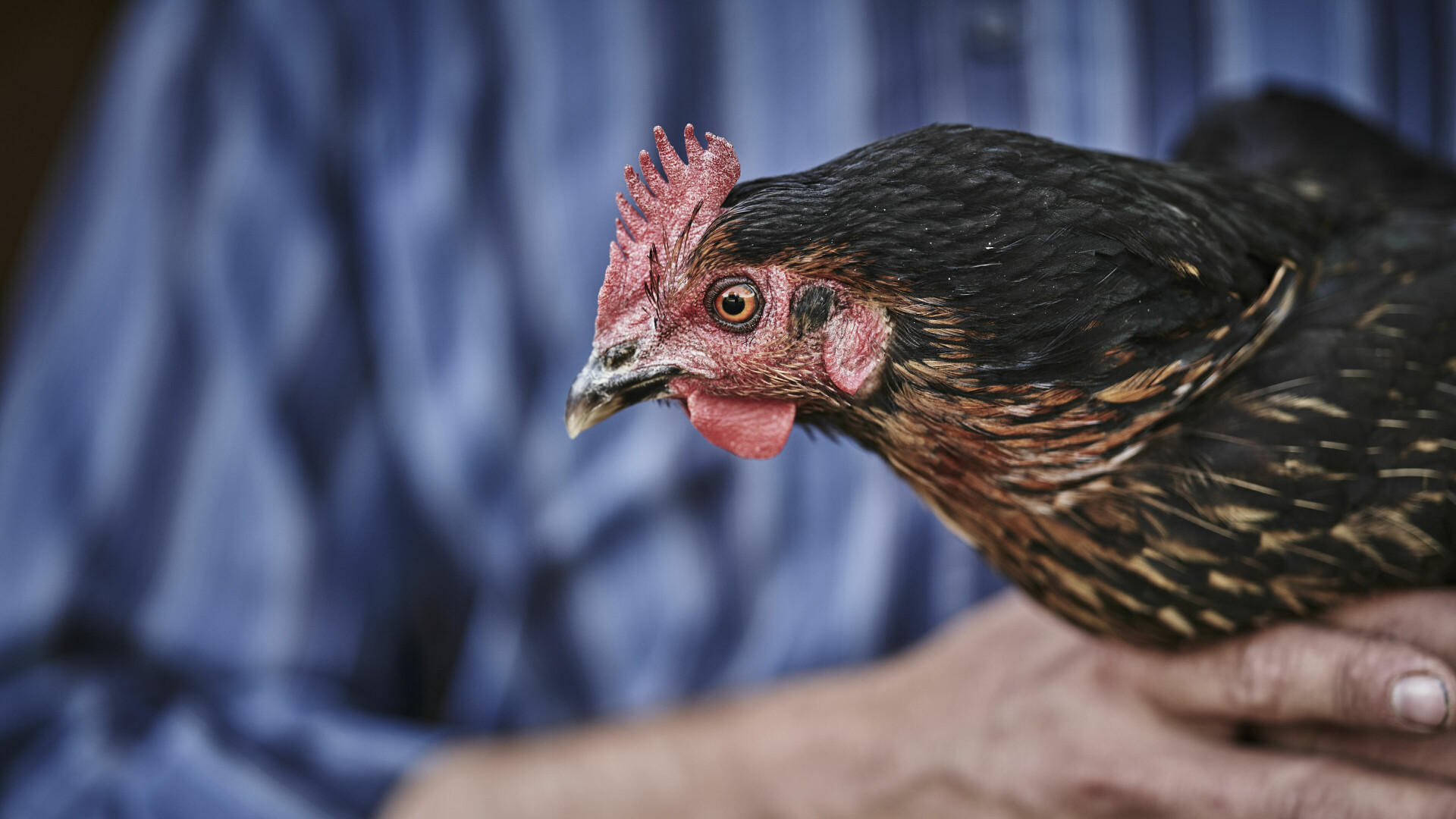 Artgerechte Tierhaltung für Hühner und Ziegen in Vorarlberg