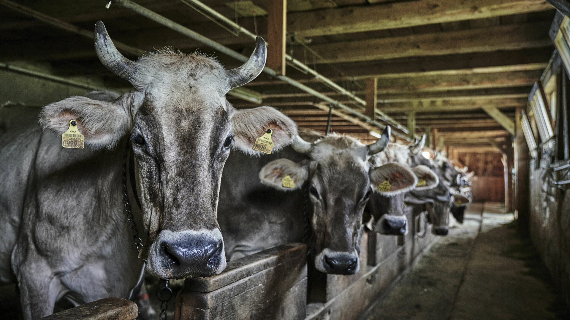 Frische Milch für den Käse für unsere HUBERTUS Kulinarik