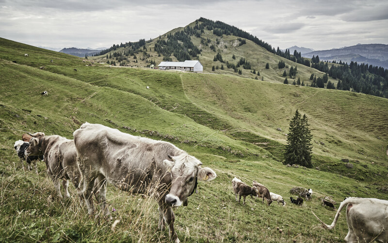 Wanderurlaub im Allgäu im Wellnesshotel HUBERTUS Mountain Refugio