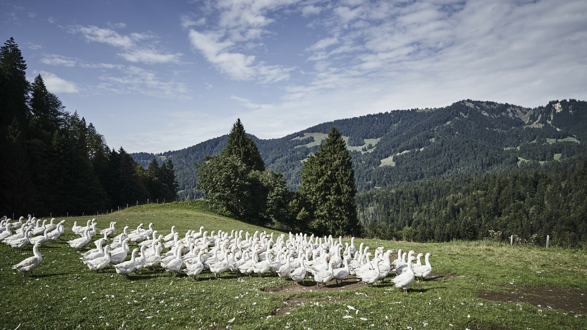 Artgerechte Tierhaltung unserer Gänse und Hühner für die HUBERTUS Kulinarik