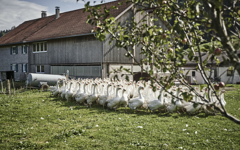 Regionale Produkte aus Bio-Qualität im Wellnesshotel HUBERTUS