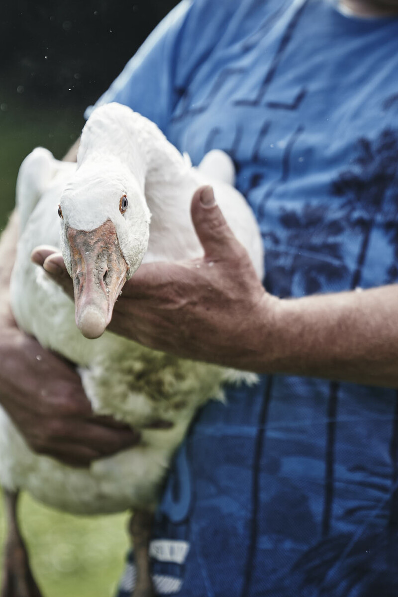 Höchste Qualität von Gänsefleisch für das Gourmethotel HUBERTUS