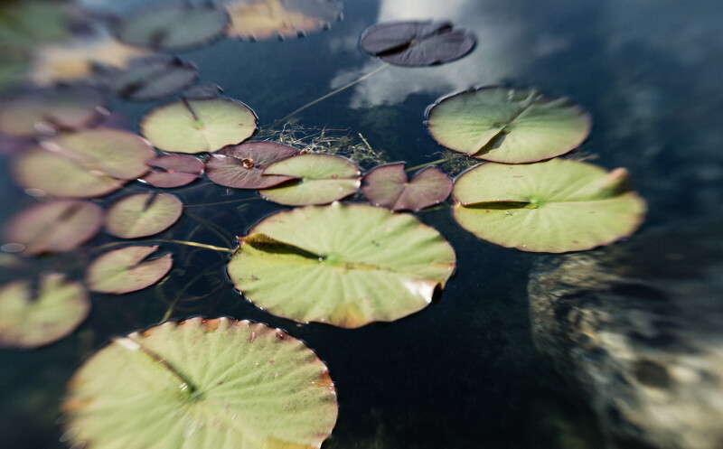 Seerosen im Naturbadesee im Mountain Spring Spa